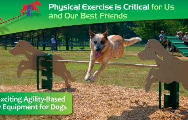 Types of Exercise for Dogs